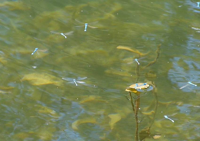 wallowa lake iwetemlaykin