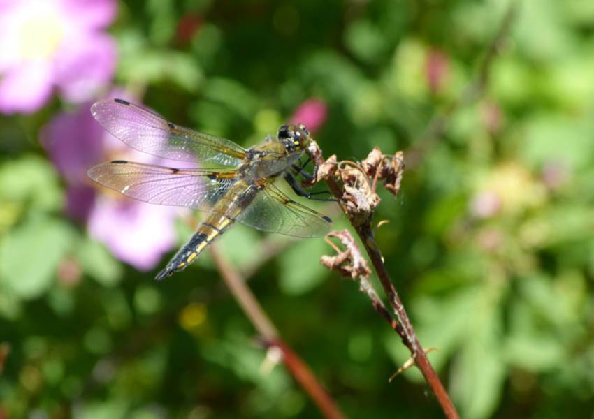 wallowa lake iwetemlaykin