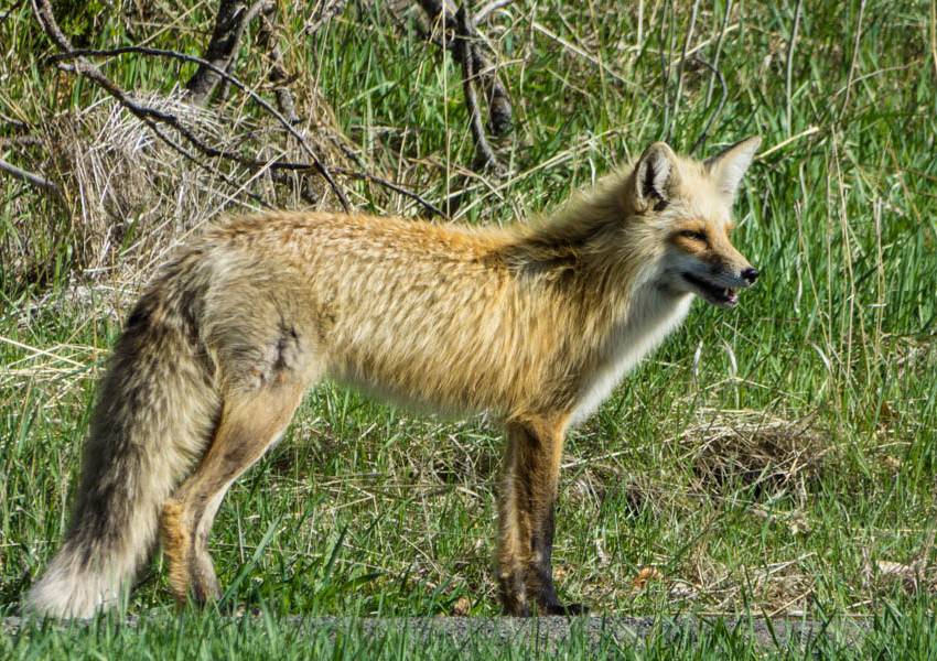wallowa lake iwetemlaykin