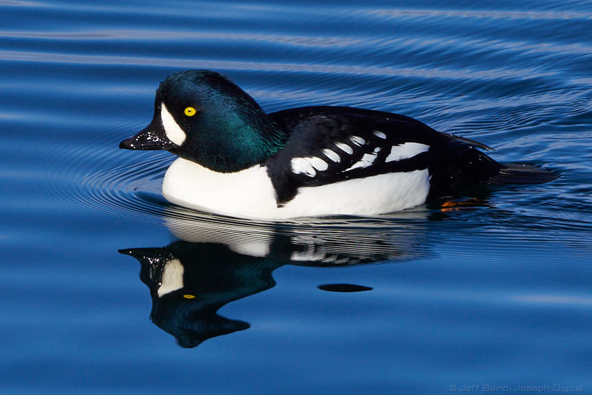 goldeneye male wallowa lk 11 116 19 02