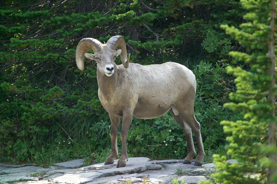 Big Horn Sheep