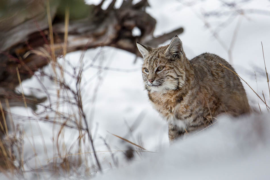 Bobcat