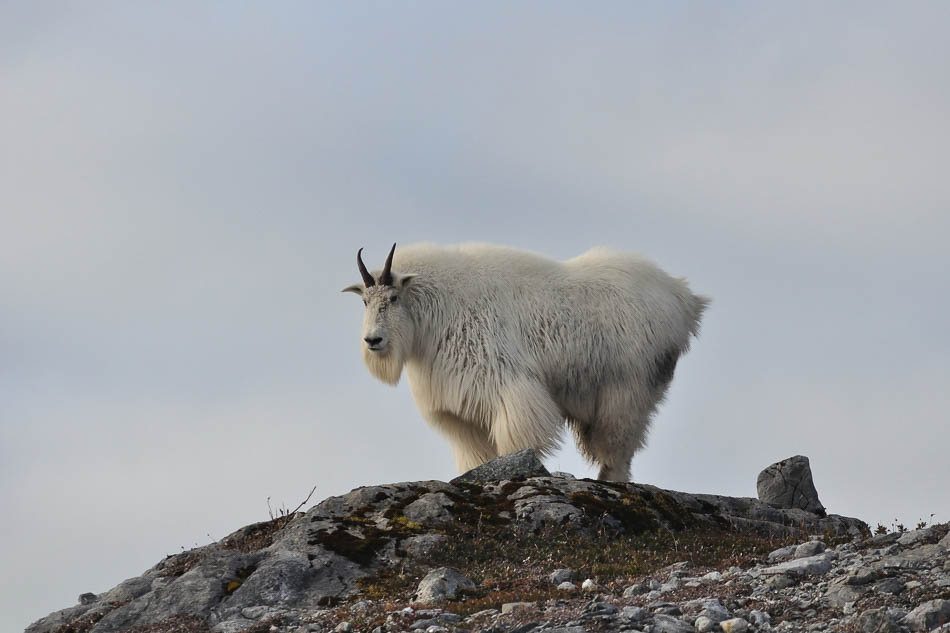 Mountain Goat