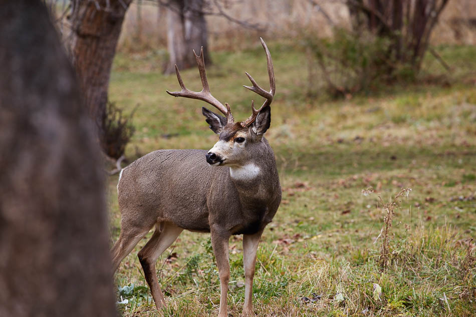 Mule Deer