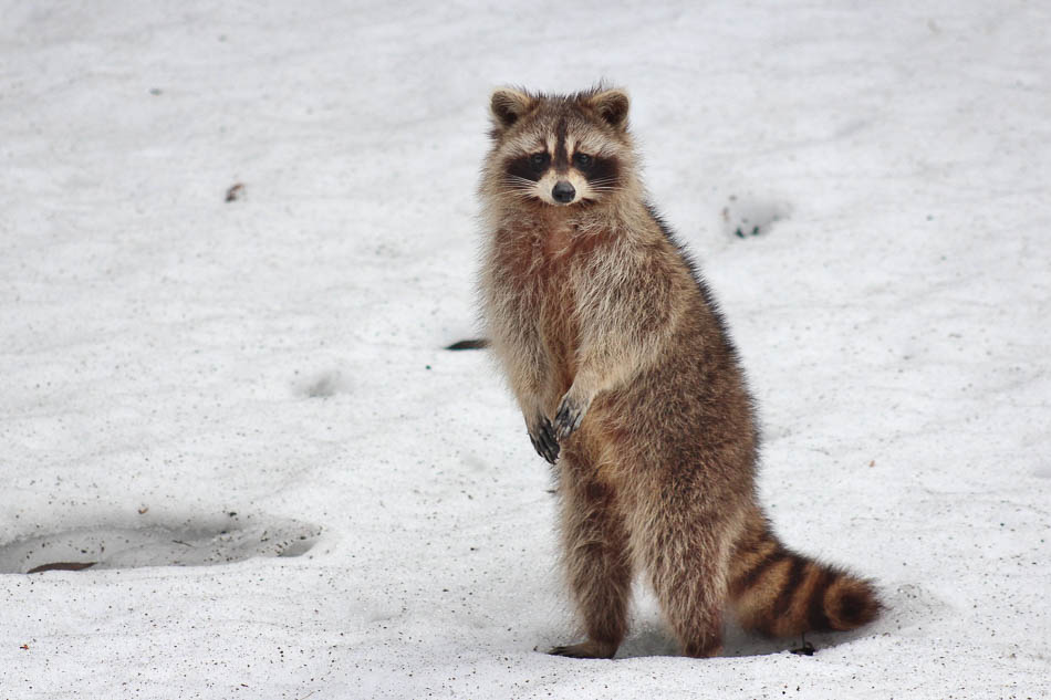 Racoon