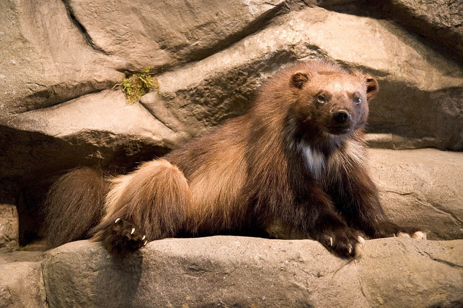 Wolverine